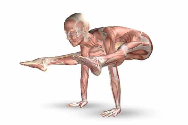 Online Course Certified Yoga Anatomy & Physiology Specialist